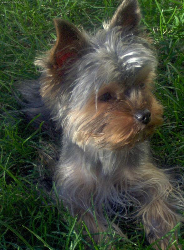 Foto: Charlie