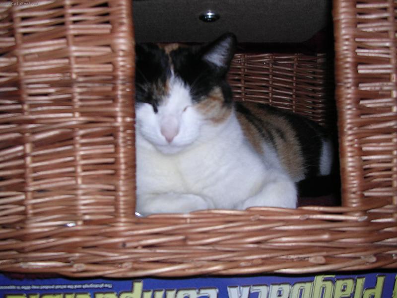 Foto: Lady