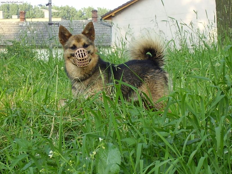 Foto: niki