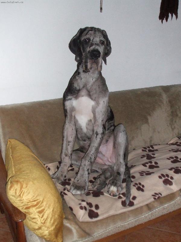 Foto: pan ATTILA - 4 m�s�ce