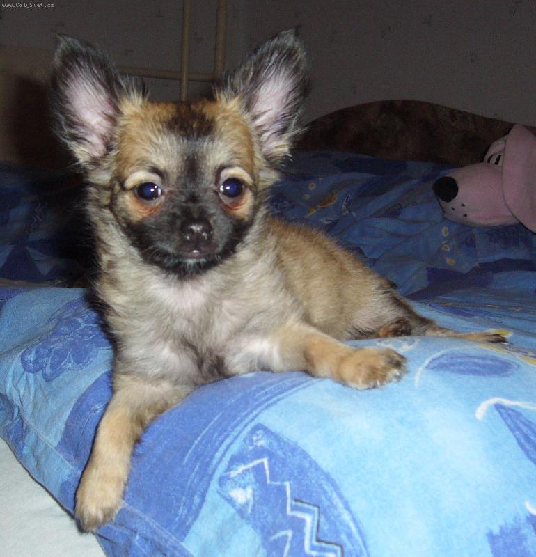 Foto: �ivo