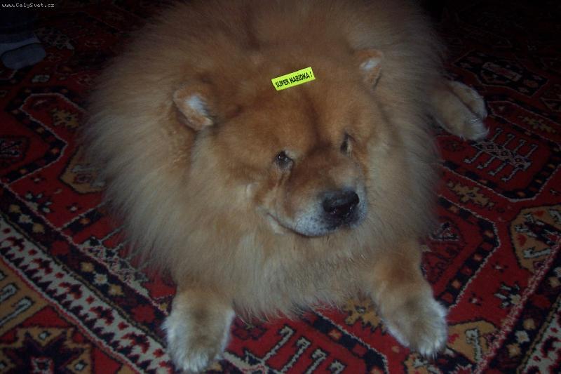 Foto: Mao v akci