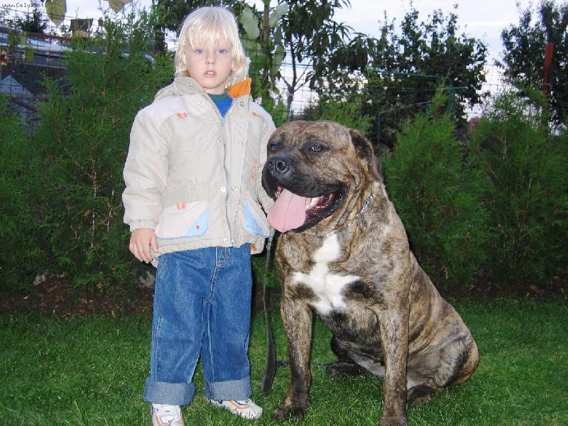 Foto: dogocanario