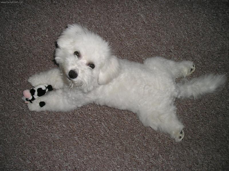 Foto: Molly