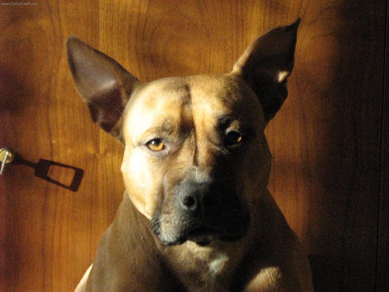 Foto: Na�e Betty