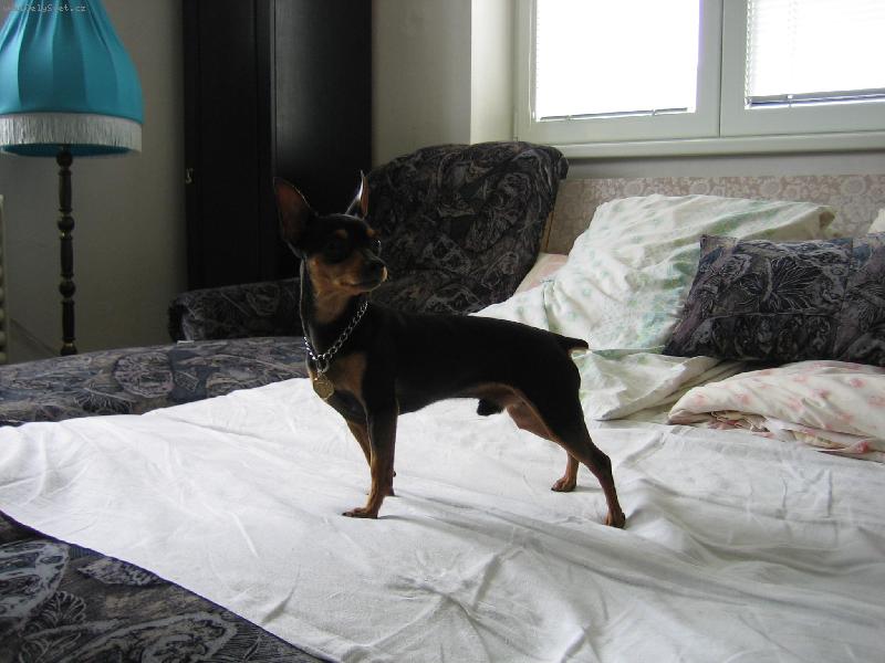 Foto: Fild�k model