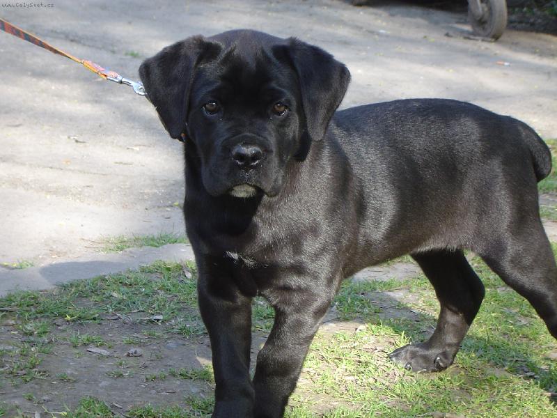 Foto: ZIRA