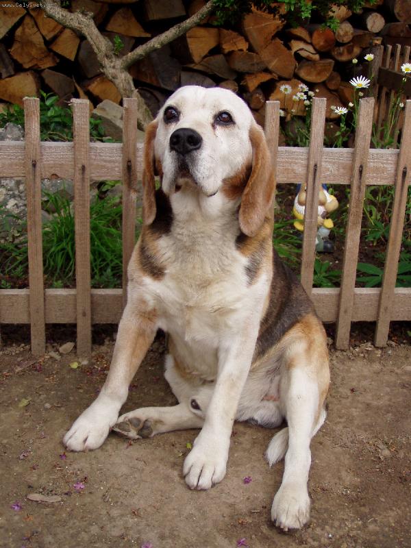Foto: Budape�� beagle bongo
