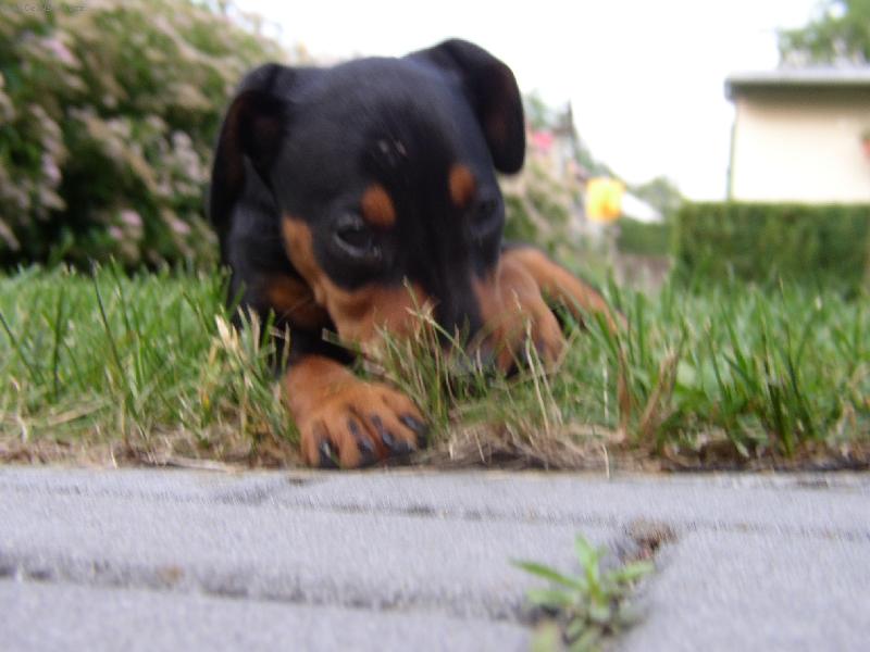 Foto: daisy