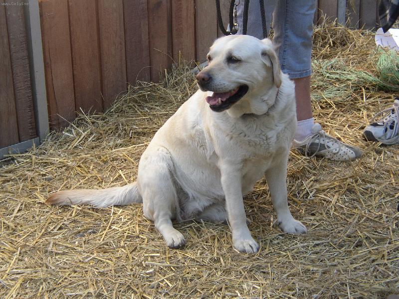 Foto: Labrador