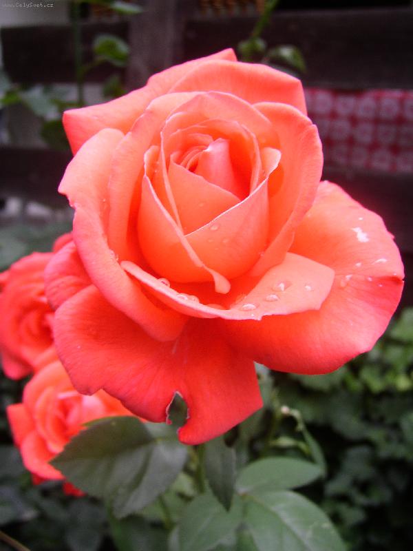 Foto: R��e