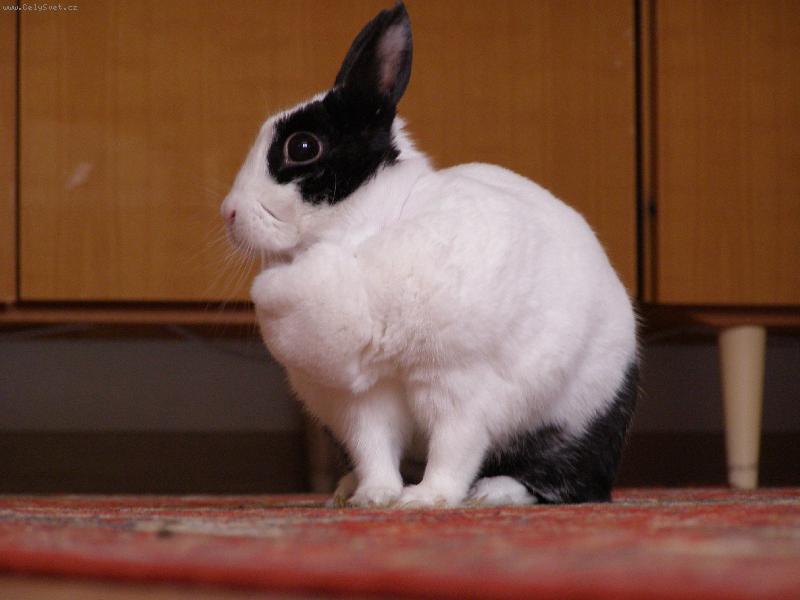 Foto: Mici