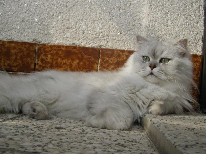 Foto: M�auk
