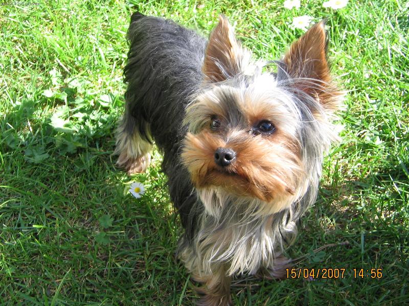 Foto: N� yorkymut Phoebe