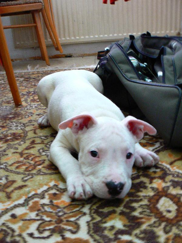 Foto: shaquille