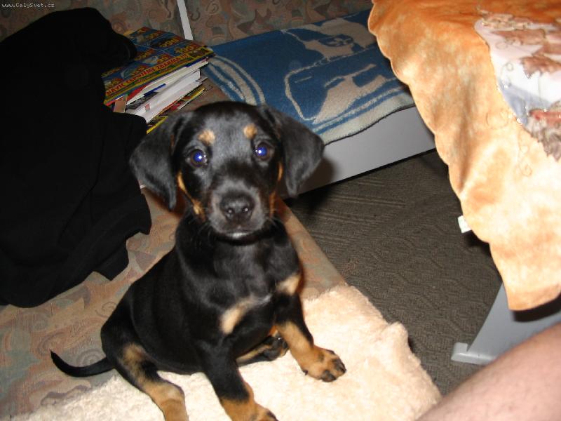 Foto: Na�e mal� Merci