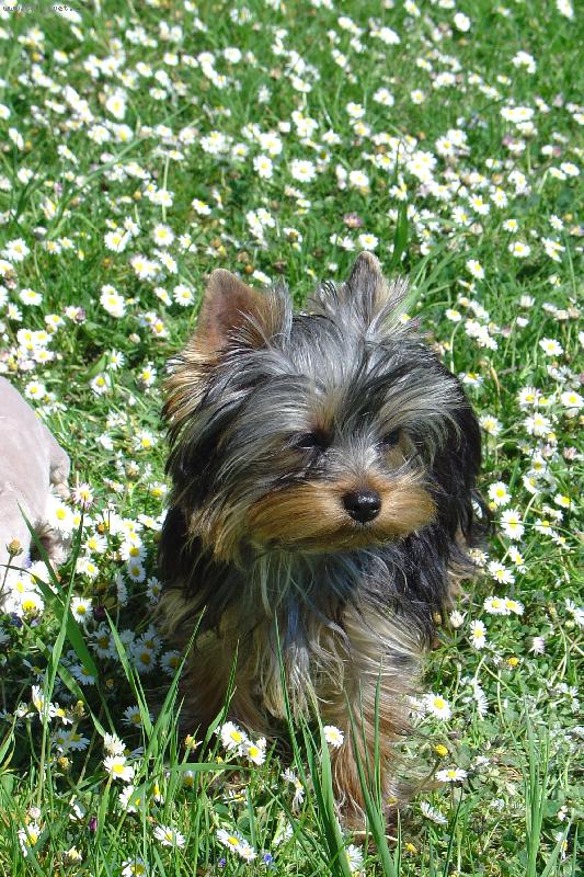 Foto: Daisy