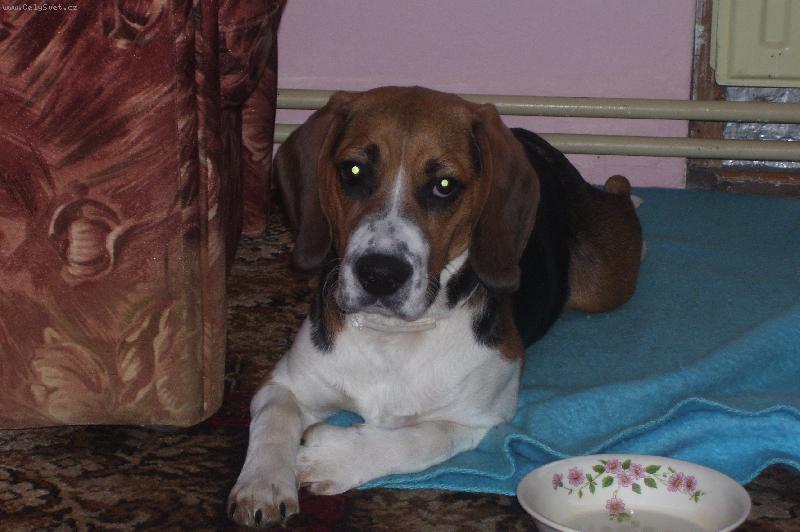 Foto: Dagou�ek