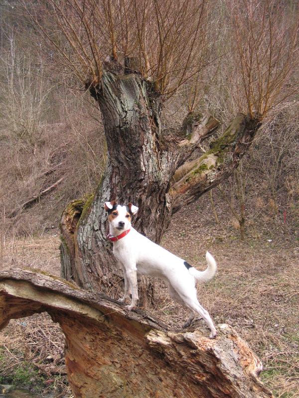 Foto: Na kmeni