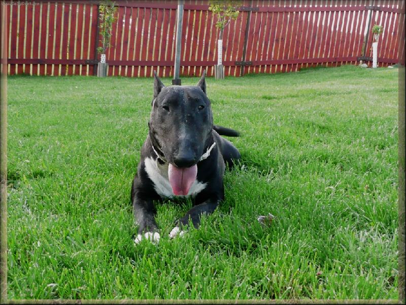 Foto: Ozzy