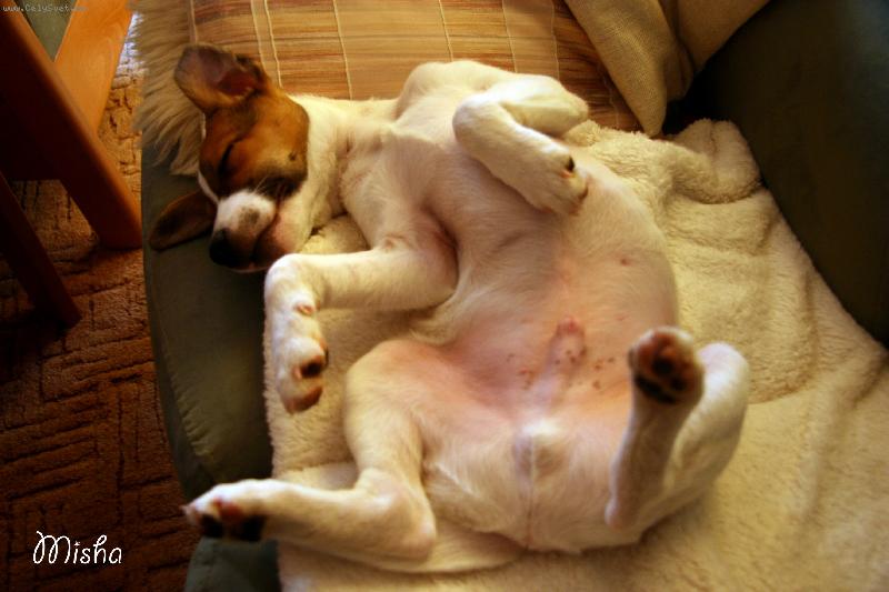 Foto: Siesta
