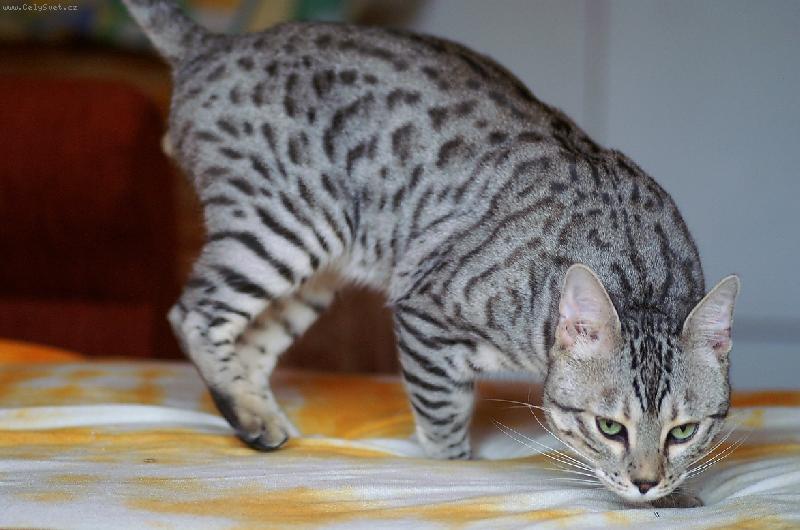 Foto: Ares