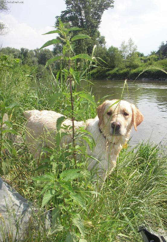 Foto: U vody