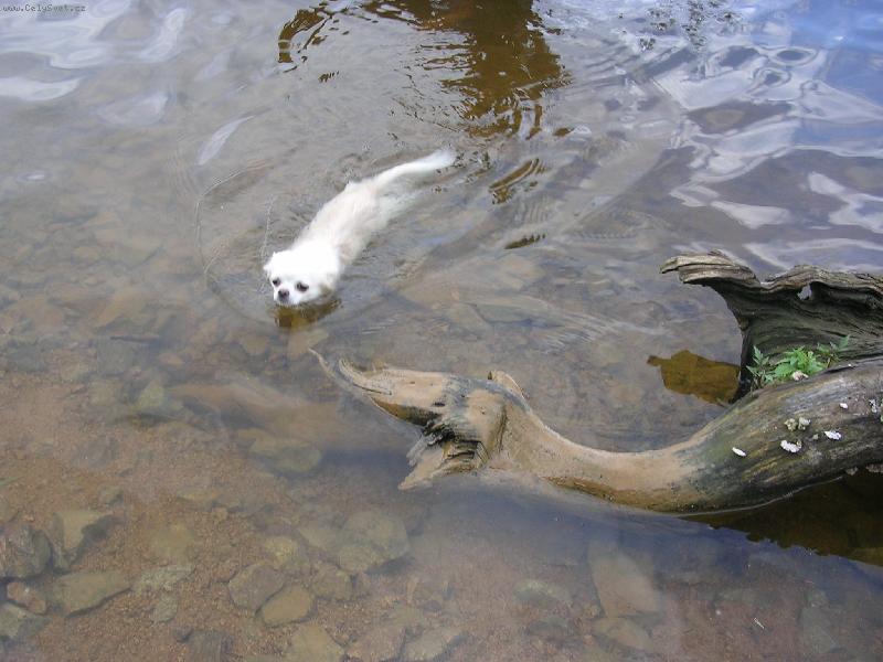 Foto: big swimmer