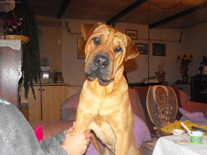 Foto: Monty-jsem dareba