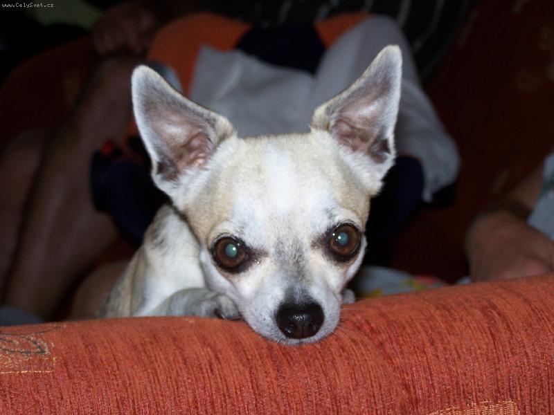 Foto: Max��ek-tak si tu takhle kouk�m...