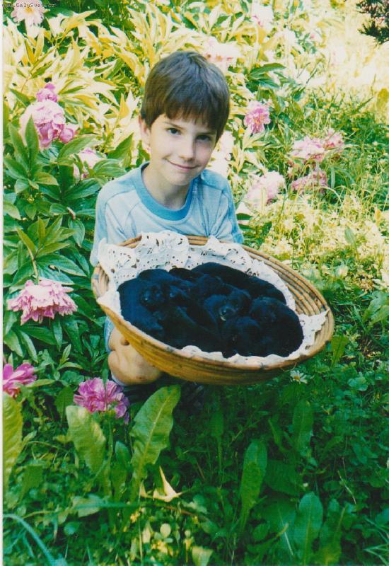 Foto: �t��ata velk�ho �ern�ho �pice C.. Black Re-Jan Moravia-�t��ata velk�ho �ern�ho �pice C. Black Re-Jan Moravia