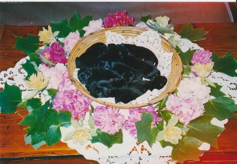 Foto: �t��ata velk�ho �ern�ho �pice C.. Black Re-Jan Moravia-vrh C.. Black Re-Jan Moravia 2008