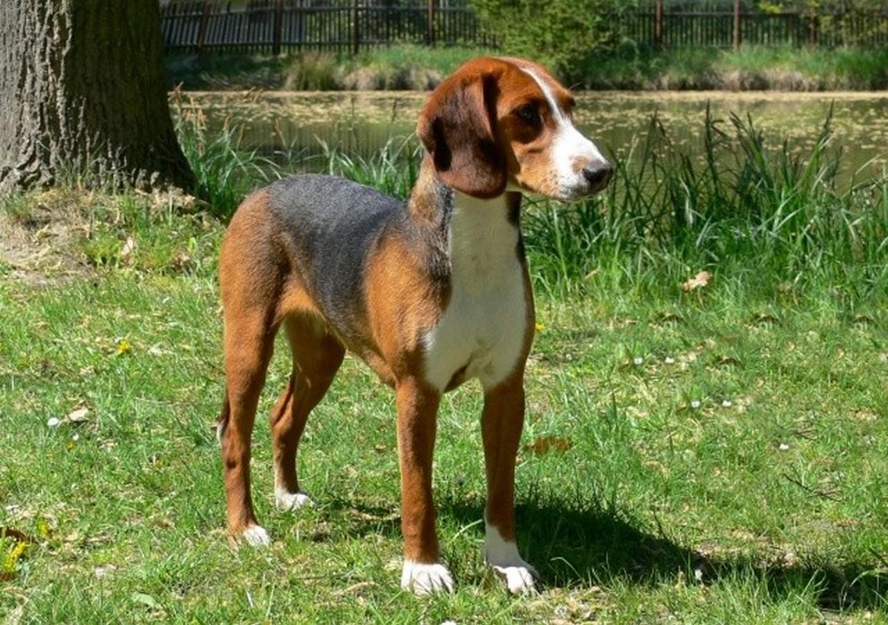 Foto: Aki von der Muskaure Heide