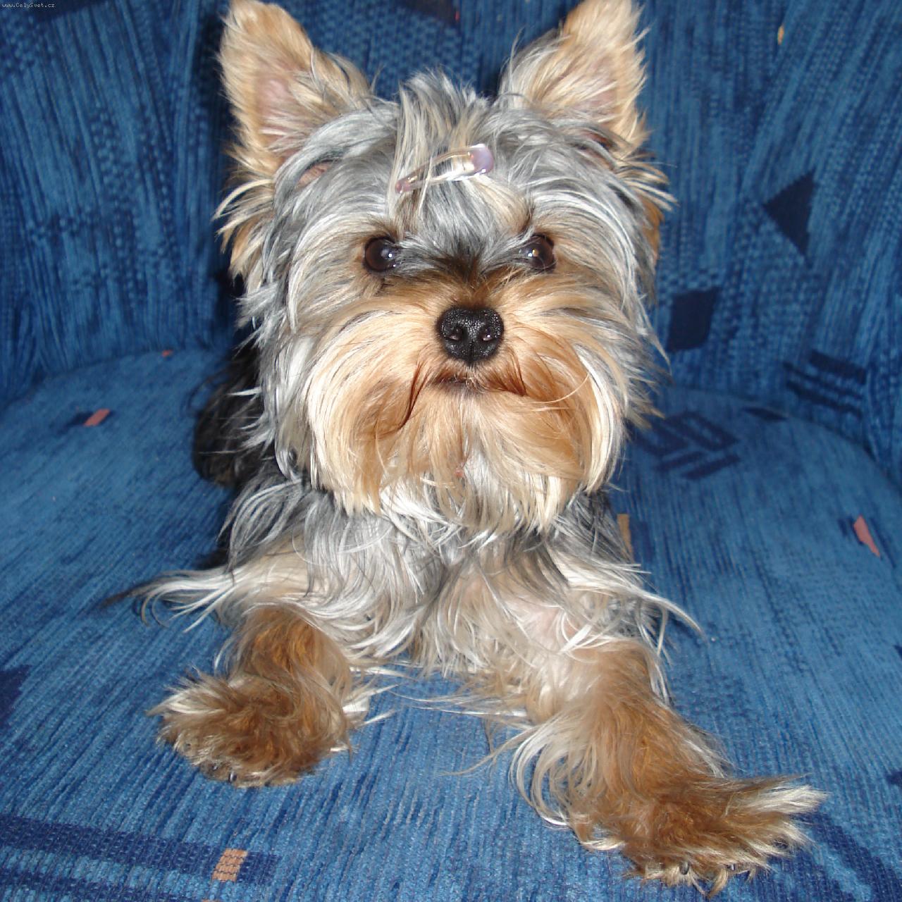 Foto: Denny