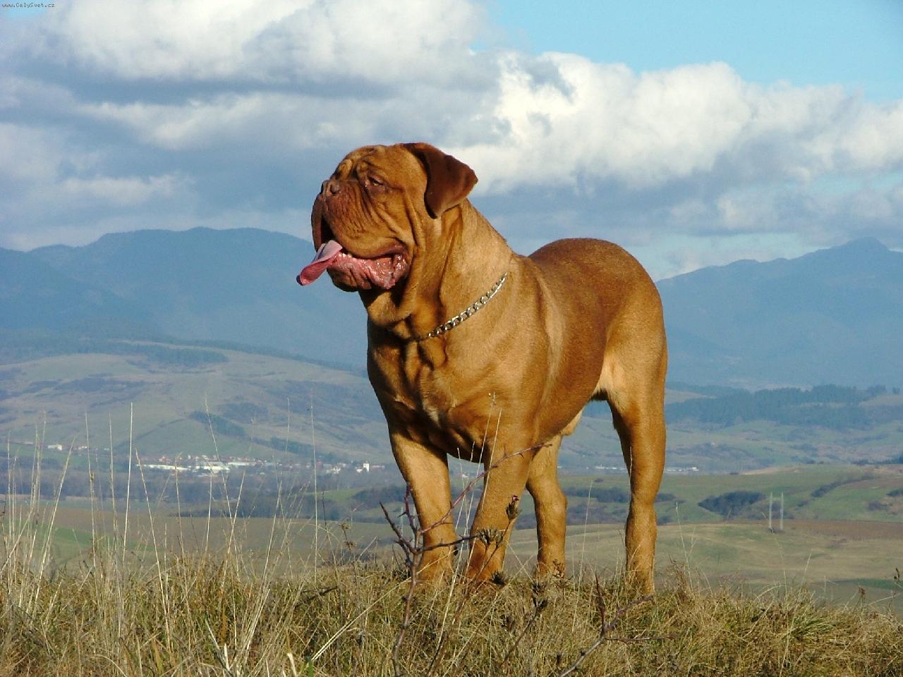 Foto: Magis z ch.st. Rex regis-Na prech�dzke