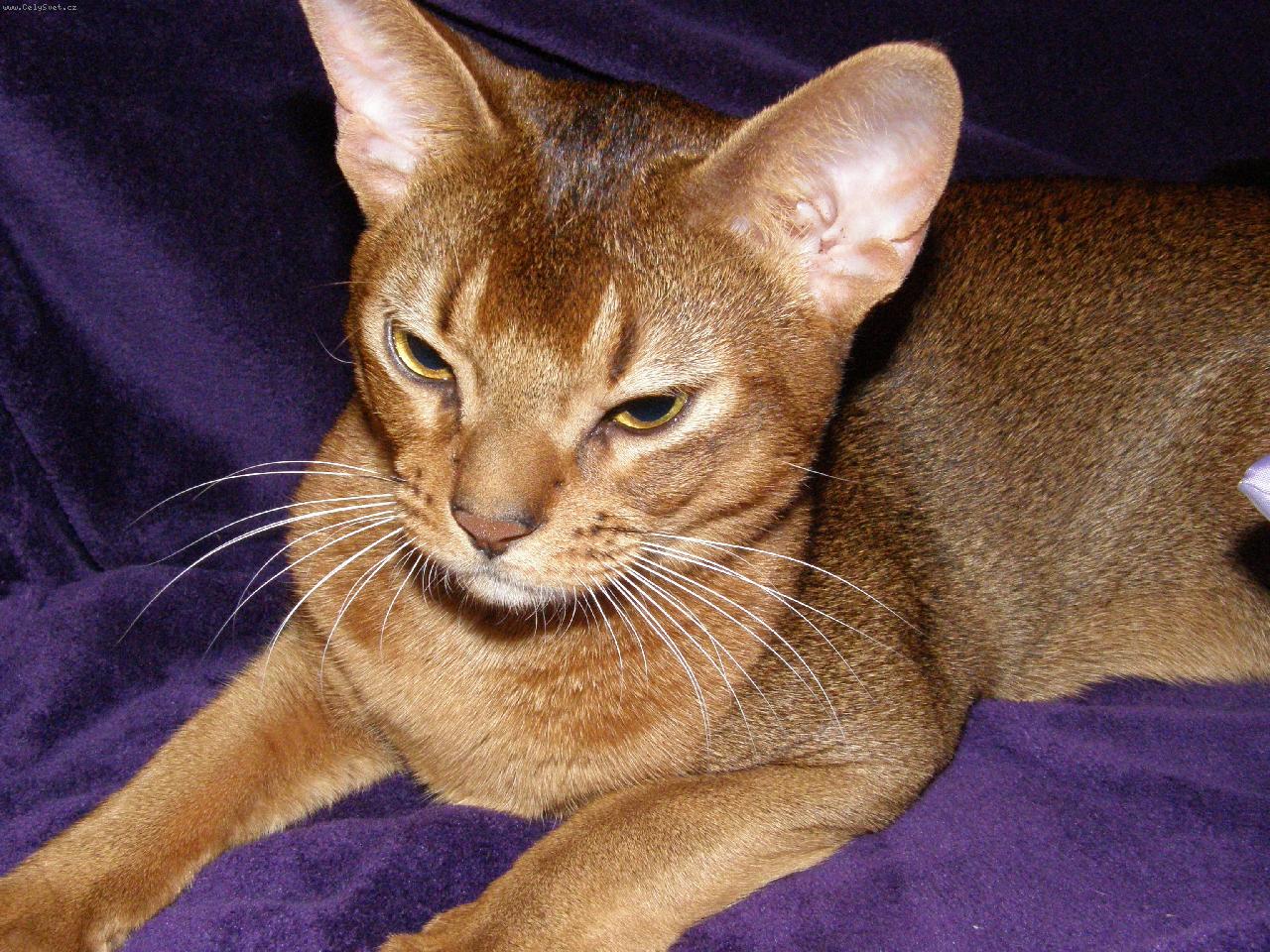 Foto: Jimmy-CHS Glitter Sirius