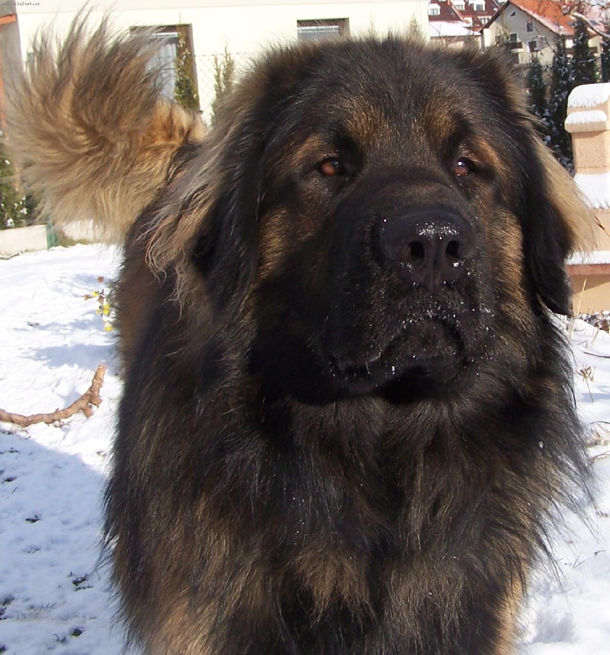 Foto: Baddy