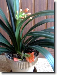 Kl�vie, 2 kv�ty