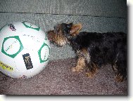 n� fotbalista :-)