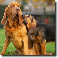 Bloodhound� symfonie