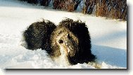 Polsk� n�inn� ov�ak - Neratovice