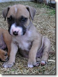 PitBull \"MAILO\"