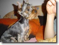 Dast�k