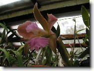 Orchidea