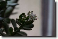kvetouc� tlustice