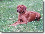 Nappa Sezim�ck�