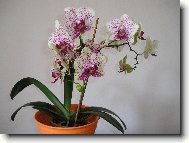 v prav� poledne