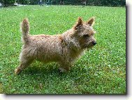 Jakub z Mu�k�tov� zahrady