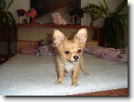 Luckys��ek