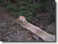 Pprv� v lese
